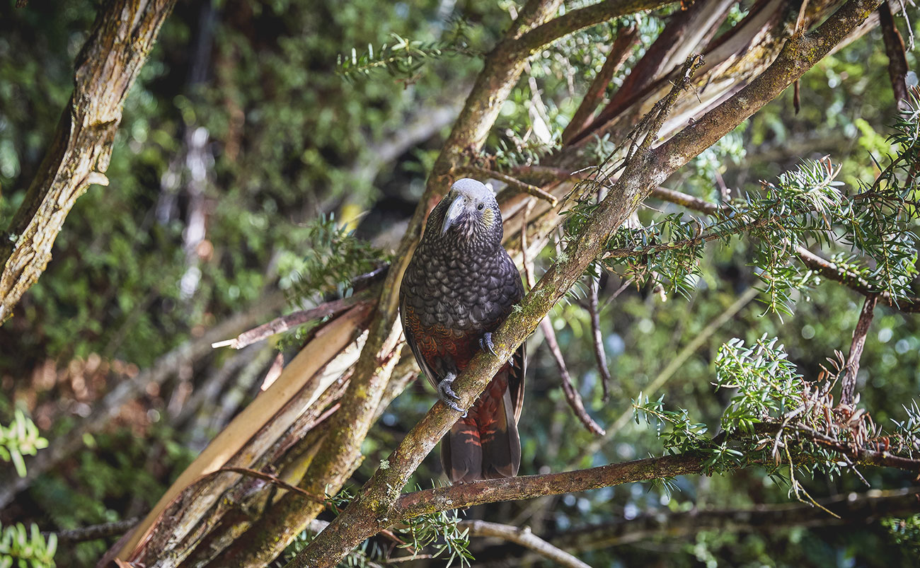 Stewart Island