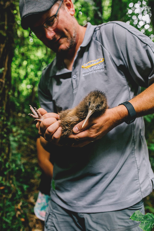 Ranger Craig holds a native Kiwi in his hands at Sanctuary Mountain, Waikato, New Zealand